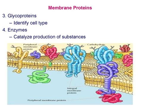 Introduction to Biology. Forms of life. Biology of the cell - online ...