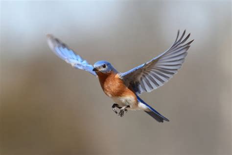 Bluebird In Flight