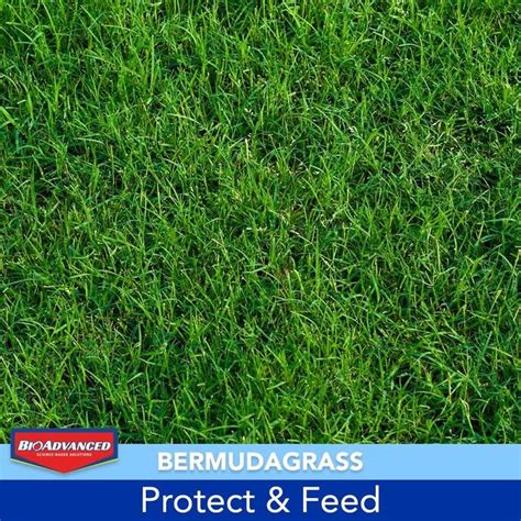 BAYER ADVANCED 3 in 1 Weed and Feed for Southern Lawns 25-lb 10000-sq ...