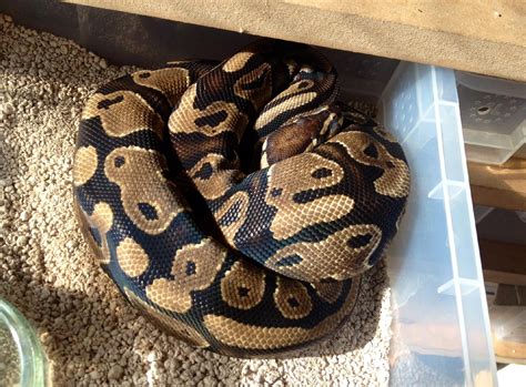 Eastern Royal Python Morphs for sale, Suffolk IP14 - Reptile Forums