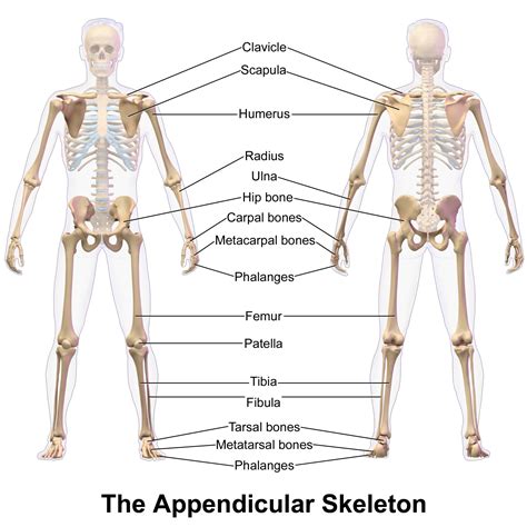 The appendicular skeleton of human body - Online Science Notes