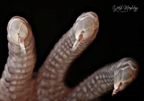 Three Headed Snake