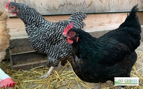 Off Grid Homesteading: 5 Challenges and The Solutions We're Trying