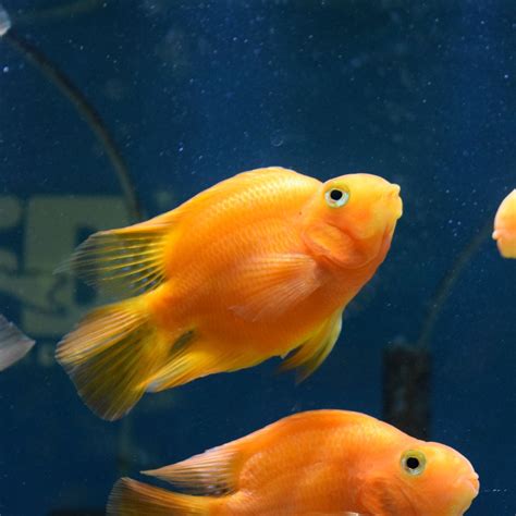 Red Blood Parrot Fish - for sale at Aquarium Fish Depot