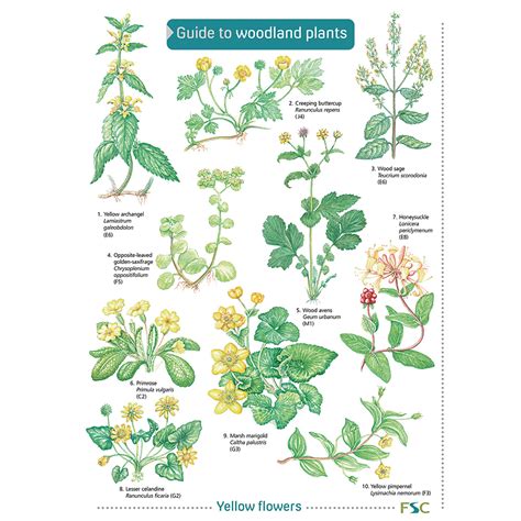 B8F56051 - Field Studies Council Guide to Woodland Plants | Philip Harris