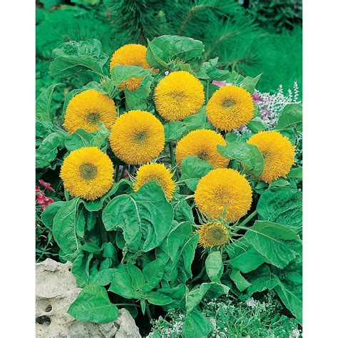 Johnsons Seeds Sunflower Teddy Bear Seeds | The Home Depot Canada