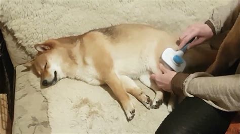 Shiba Inu brushing time. - YouTube