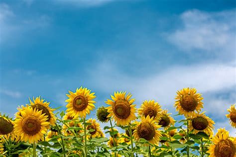 Sunflower Background, Photos, and Wallpaper for Free Download