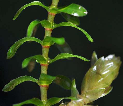 Elodea canadensis (common waterweed): Go Botany