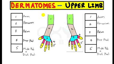 Dermatome Map Mnemoniceasiest Way To Remember Dermatomes Faculty Of Medicine - Printable Lab