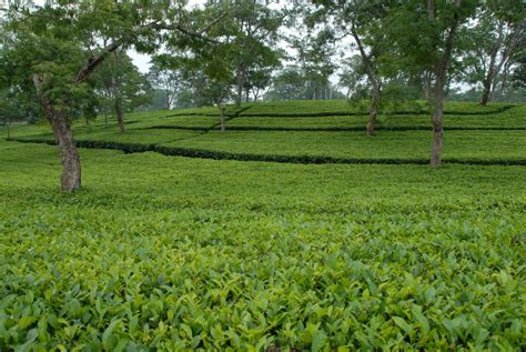 Monabarie Tea Estate | Biswanath District | Government Of Assam, India