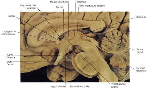 Human anatomy and physiology, Body, Sagittal plane