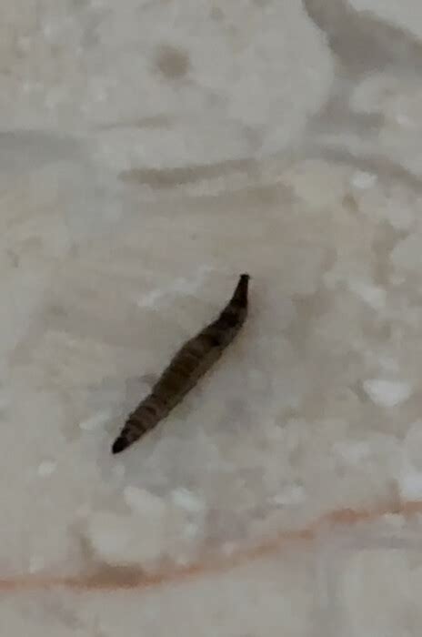 Striped, Worm-like Creature in Bathroom is a Drain Fly Larva - All ...