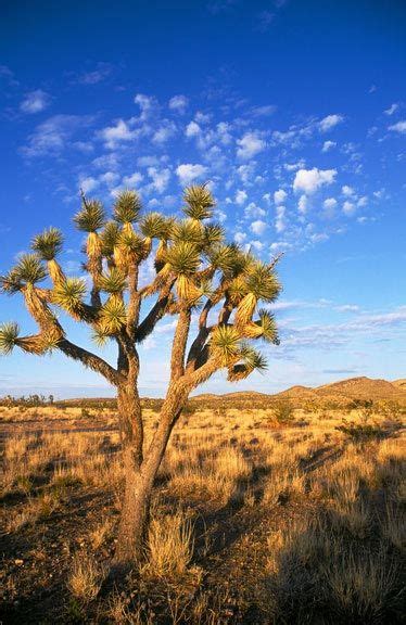 Mojave Desert Nevada | Joshua tree, Mojave Desert in Nevada | Desert ...