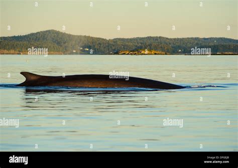 Fin whale finback whale razorback hi-res stock photography and images - Alamy