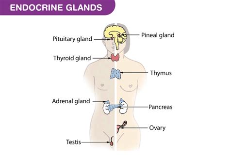 Endocrine system - List Of Endocrine Glands & Functions | Byju's