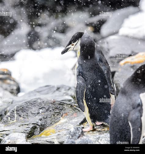 Penguins on the Elephant Island Stock Photo - Alamy