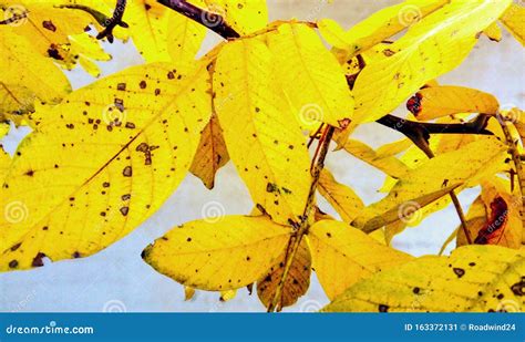 Walnut Autumn leaves stock image. Image of season, tree - 163372131