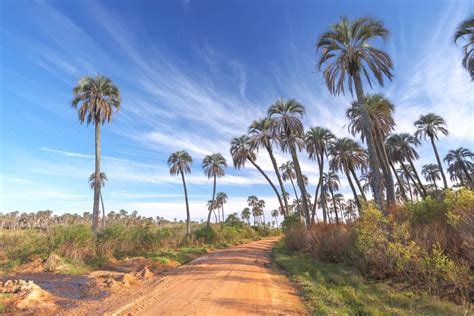 Excursión al Parque Nacional El Palmar desde Colón