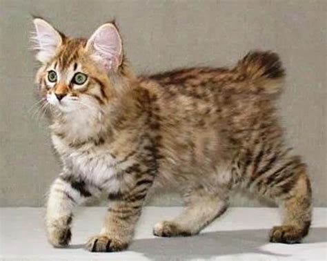 American Bobtail Cat | Cute Cats