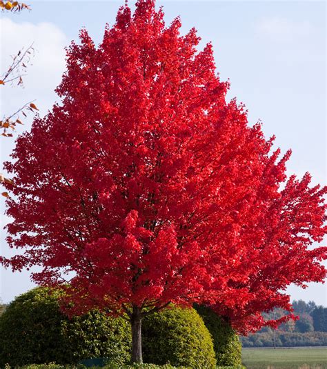 Choose Plants That Create Holiday Colors in Your Late-Season Landscape