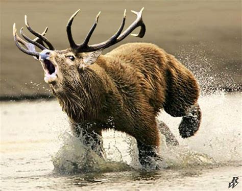 By request a Dear (Elk/grizzly hybrid) : HybridAnimals