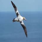 Short-tailed Albatross | Audubon Field Guide