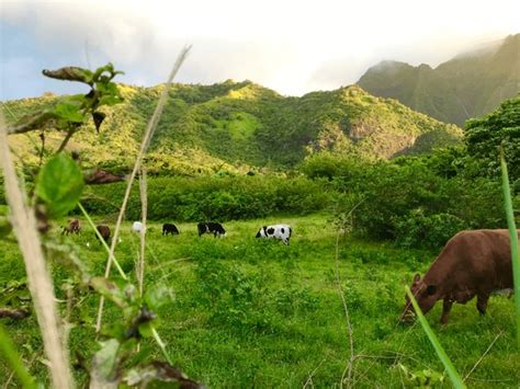 741 Cows Hawaii Images, Stock Photos, 3D objects, & Vectors | Shutterstock