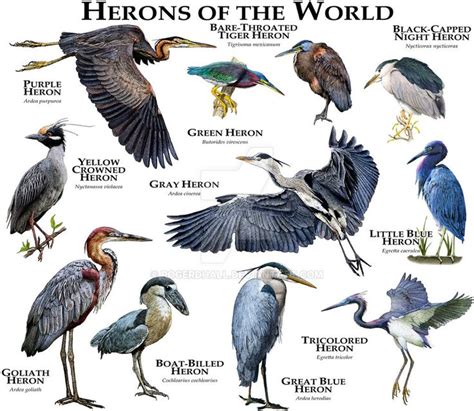 184 best images about Herons on Pinterest | Watercolors, Herons and John james audubon