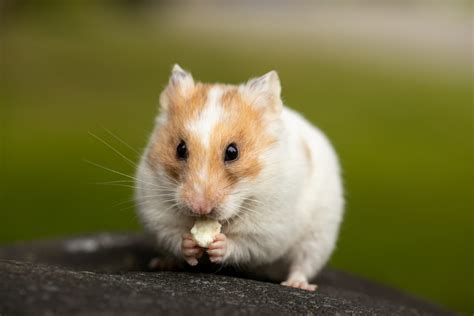 Can Hamsters Explode? (2 Reasons Why They Can) • Family Pet Expert