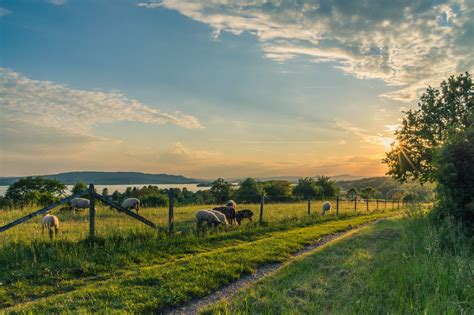 Sheep Grazing at Sunset | Best Pictures in the World