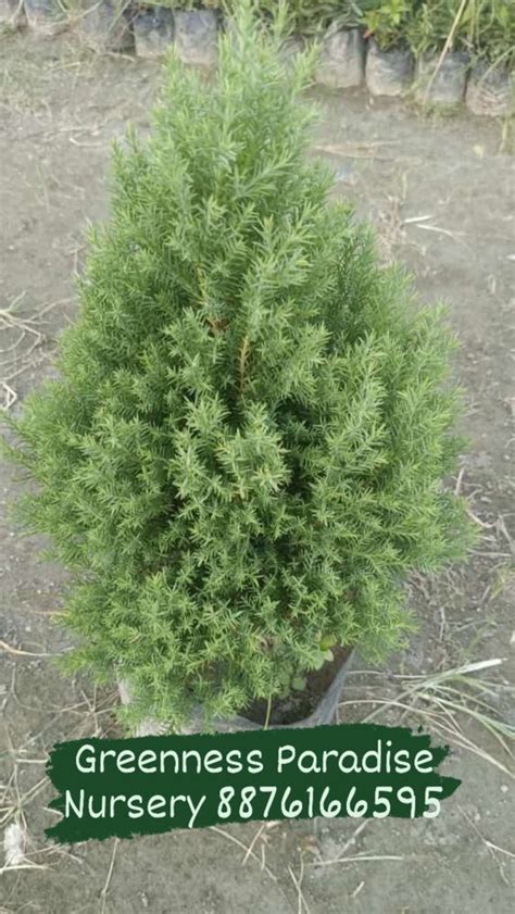 Full Sun Exposure Green Juniper Tree, For Garden at best price in Barpeta