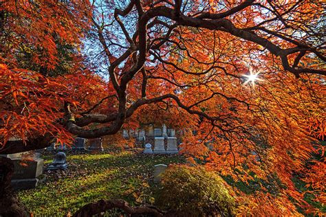 Mount Auburn Cemetery Japanese Maple Tree Fall Foliage Cambridge MA ...