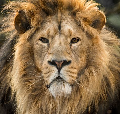 Asiatic Lion - a close up - null | Asiatic lion, Lion, National animal