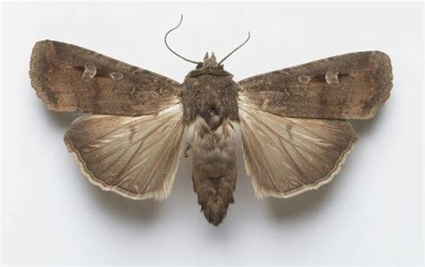 Australian moth species found to use magnetism to migrate — Science & Technology — Sott.net