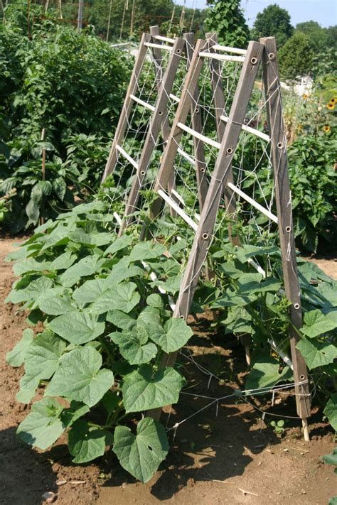 15 Easy DIY Cucumber Trellis Ideas - A Piece Of Rainbow