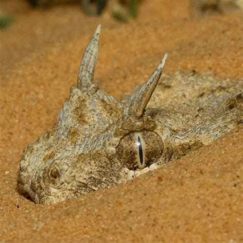 Desert horned viper (Cerastes cerastes) in the Negev desert, Israel | Ocean animals, Cute ...