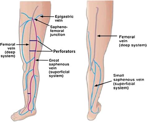 Basic anatomy of the venous system of the lower extremities. | Download Scientific Diagram