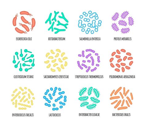 Human microbiome illustration of bacterial species. Vector image. Gastroenterologist ...