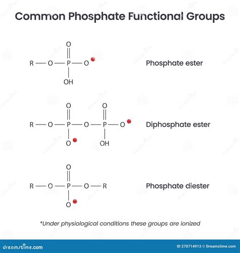 Phosphate Ion Functional Groups Biochemistry Vector Infographic Stock ...