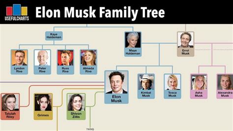 Elon Musk Family Tree | Elon musk family, Elon musk, Family tree