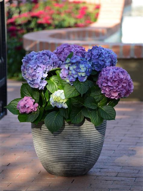 34 Shade-Loving Container Plants | Front Porch Plant Ideas | HGTV