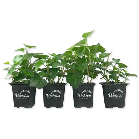 Wekiva Foliage English Ivy - 4 Live Plants, 3 Inch Pots - Hedera Helix - Indoor Air Purifying ...