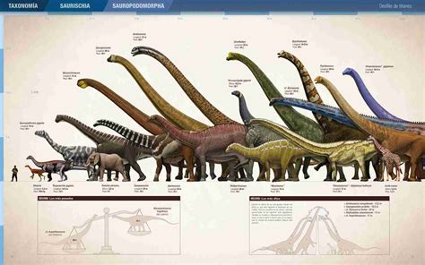 Sauropod Size Comparison