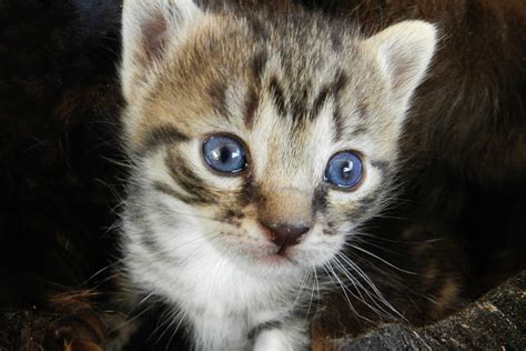 How to Feed Orphaned Kittens | Animals - mom.me