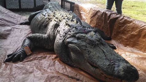 Mississippi alligator hunt nets new record-setter