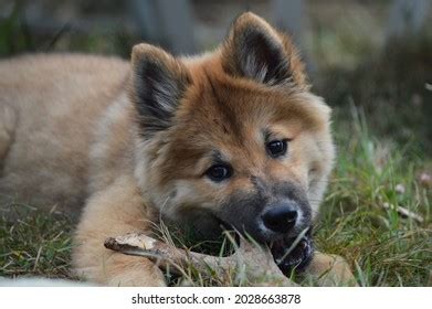 17 Shiba Inu Akita Mix Images, Stock Photos & Vectors | Shutterstock