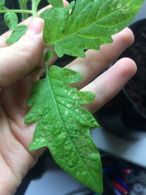 Tomato Plant Has Brown Spots On Leaves - the hobby