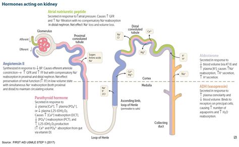 Kidney Hormones And Functions