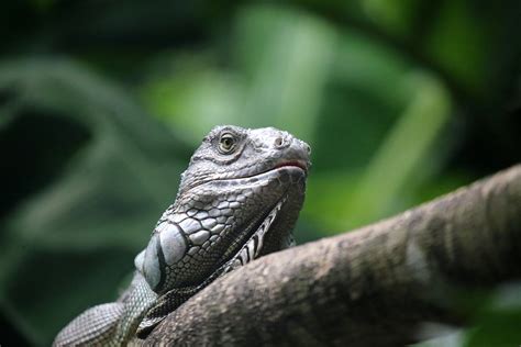 GREEN IGUANA | (Iguana iguana) green iguana, habitat-The nat… | Flickr